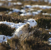 The most beautiful animal photos of the past week: Forest rabbits on the steppe