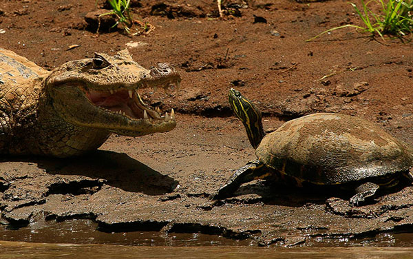 The most beautiful animal photos of the week: Turtle challenge crocodile