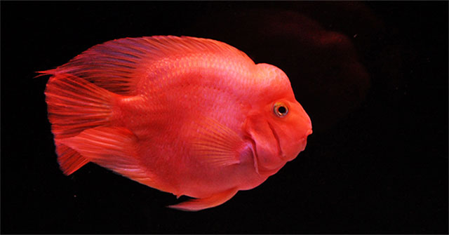 The most beautiful aquarium fish