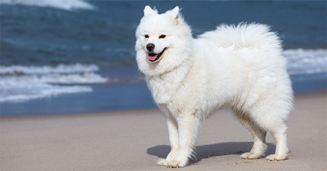 The most beautiful breeds in the world