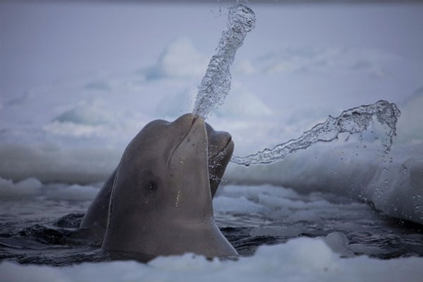 The most beautiful creature photos of the year