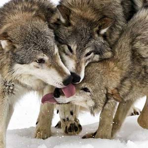 The most beautiful nature photo of January