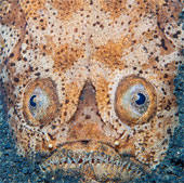 The most beautiful photo of 'Astrological Fish' of the year