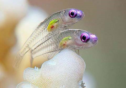 The most beautiful underwater animal photos in 2011