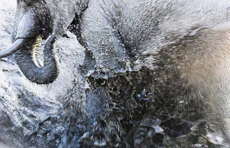 The most beautiful wild photos 2007