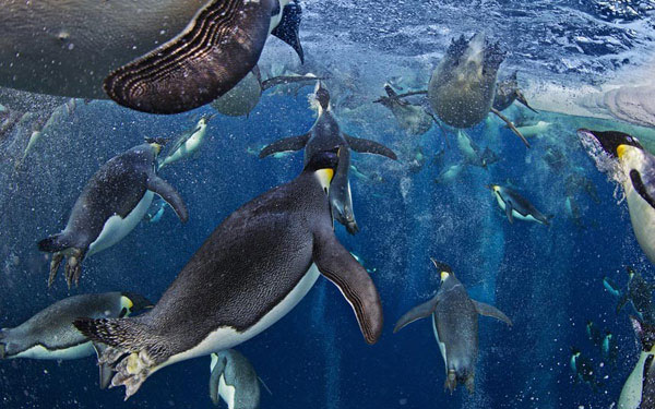 The most beautiful wildlife photo of the year
