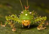 The most bizarre animals on Earth