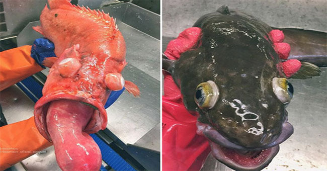 The most bizarre deep sea monsters on Earth