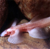 The most bizarre fish species on the planet