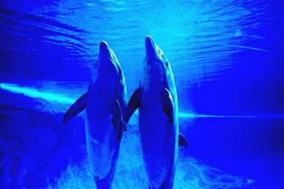 The most bizarre science stories in 2006