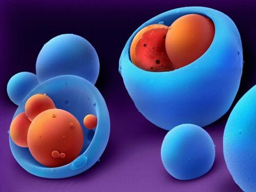 The most breakthrough scientific images in 2009