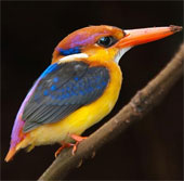 The most brilliant colorful birds in the world