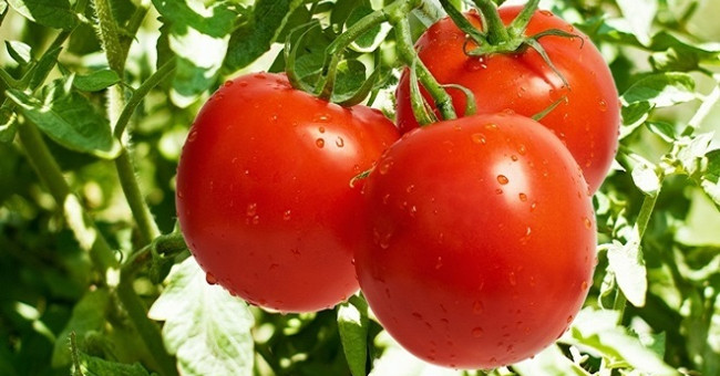 The most common genetically modified foods