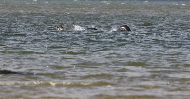 The most convincing picture of the Loch Ness monster