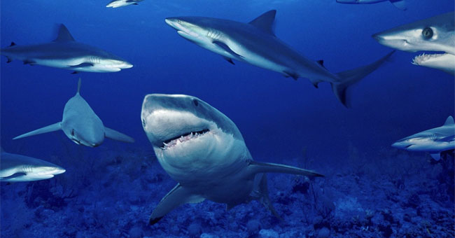 The most crowded sea in the world