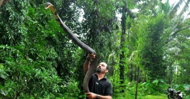 The most cruel cobra has been captured