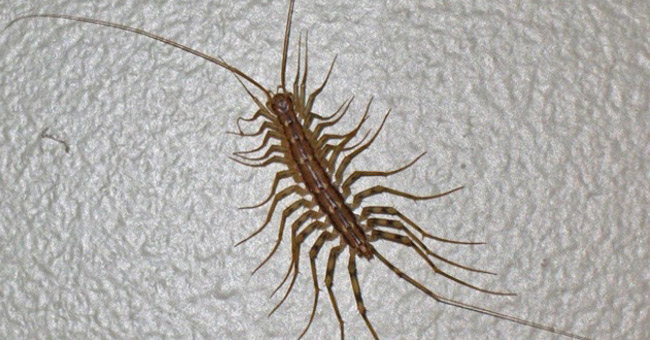 The most dangerous insects in the world