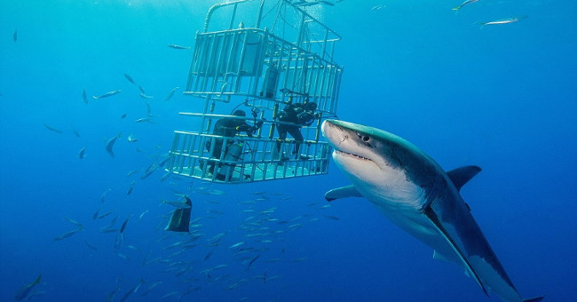 The most dangerous shark assassins in the ocean