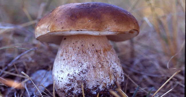 The most dangerous toxins to humans