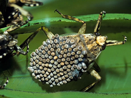 The most devoted fathers in the biological world