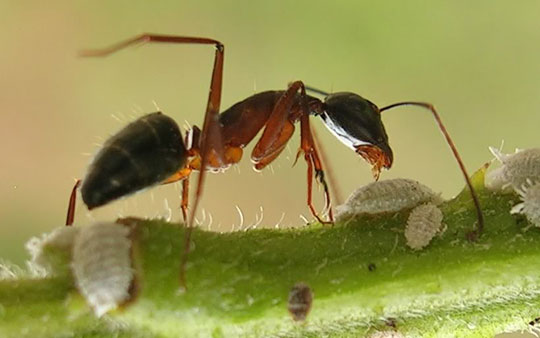 The most diligent animals on the planet