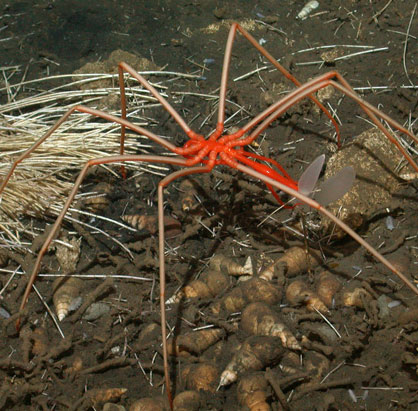 The most exotic animals in Antarctica