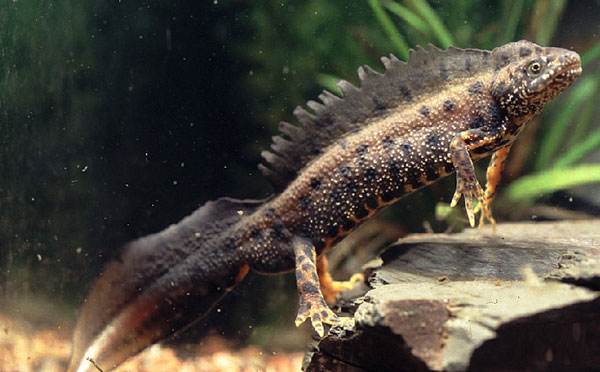 The most exotic animals on the planet