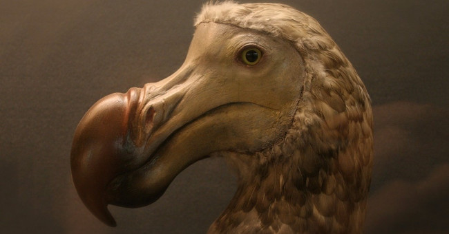 The most exotic birds in the world