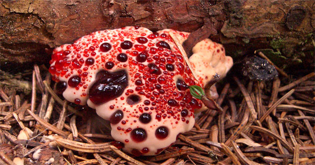 The most exotic mushrooms in the world