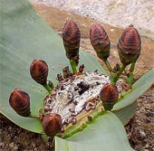 The most exotic plants in the world
