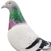 The most expensive pigeon in the world