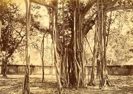 The most famous ancient trees in the world