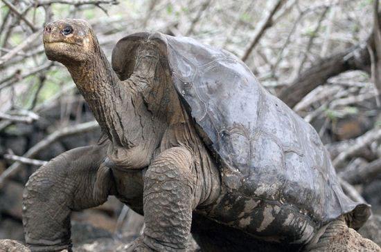 The most famous turtle in the world has passed away