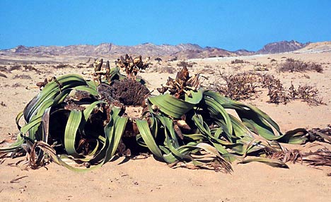 The most grotesque tree in the world