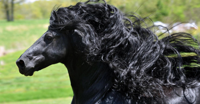 The most 'handsome' horse in the world