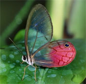 The most impressive and mysterious transparent animals
