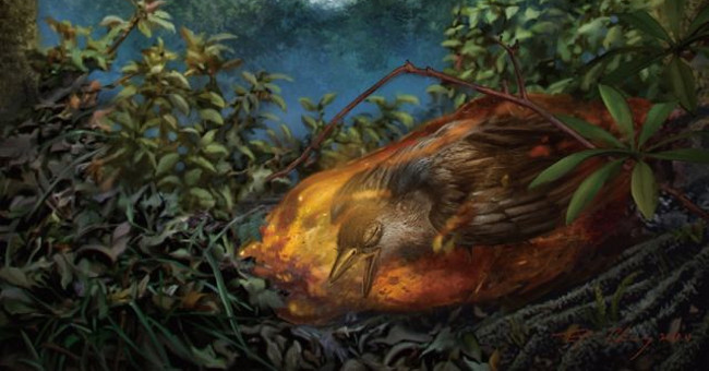 The most intact bird fossil in amber 99 million years