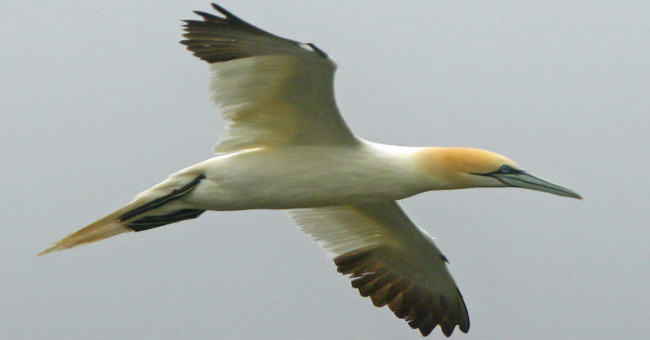 The most lonely bird on the planet is dead