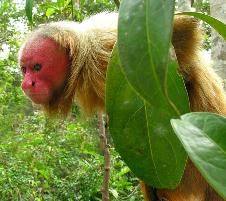 The most monstrous animals in the world