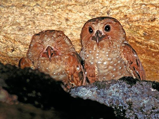 The most noisy animals on the planet