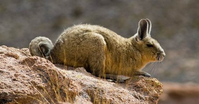 The most rushed breeding species in the animal world