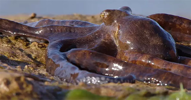 The most special octopus: Crawling up on the ground to hunt!