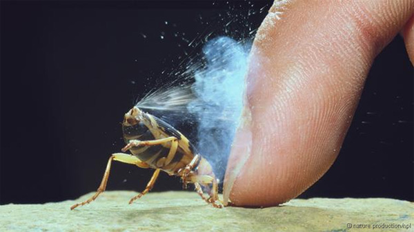 The most stinking animals in the world