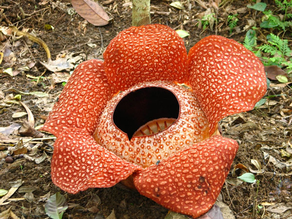 The most terrible flower in the world