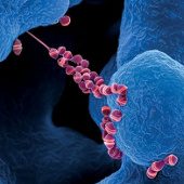 The most toxic and strange forms of bacteria on the planet