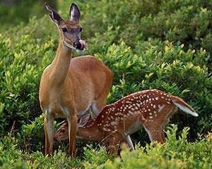 The mother does not recognize her