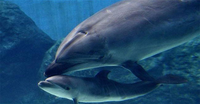 The mother dolphin killed her newborn baby because she didn't want her to be imprisoned