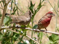 The mother finches prioritize boys more than girls