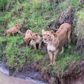The mother lion taught me to jump over the river