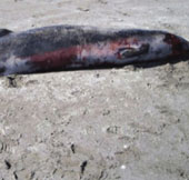 The mother of the world's rarest whale died of stranding